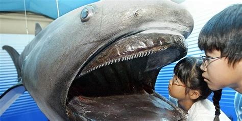 罕见“巨口鲨”现身日本海岸：体长约4米 身体多处发白_凤凰网