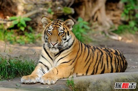 你知道世界上最大老虎到底有多大吗？看看它的爪子你就懂了！_腾讯视频