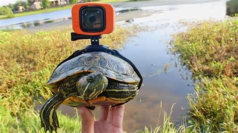 在乌龟身上装个摄像头，感受下乌龟眼中的世界是怎样？_腾讯视频