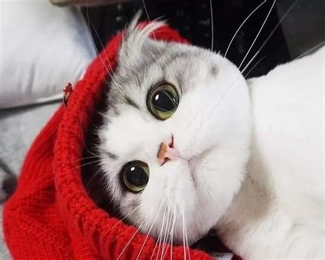 这只猫咪告诉你：什么叫做包子脸的魅力！|猫咪|包子|魅力_新浪新闻