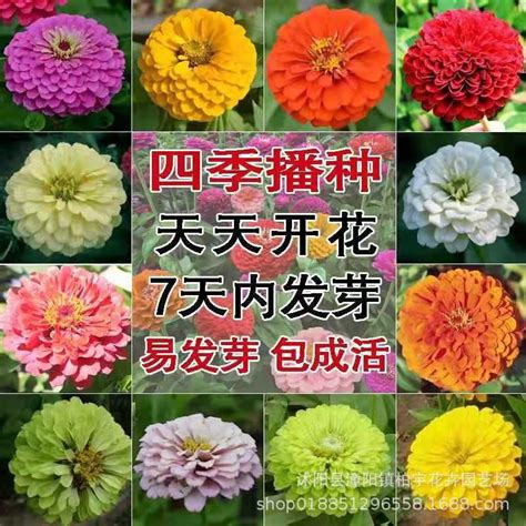 北京圆明园百日菊格桑花盛开 争奇斗艳秋色正浓