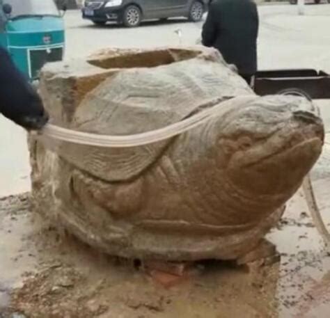 工地挖出巨龟 距今722年的巨型赑屃（郓城县郭屯镇七陵碑村东）