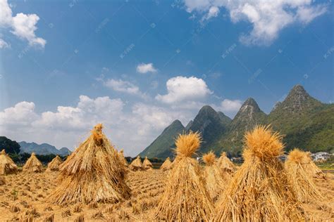 秋收秋天收割完庄稼农田谷堆平拍摄影图配图高清摄影大图-千库网