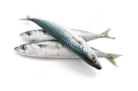 在白色背景的三条新鲜鲭鱼高清图片下载-正版图片502614455-摄图网