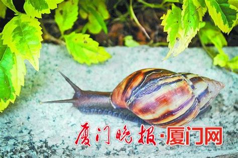 专家提醒:非洲大蜗牛细菌多 厦门市民莫捕捉食用 - 民情 - 东南网厦门频道