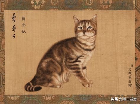 乾隆的猫咪都叫什么名字？古代人就是有文化，铲屎官可以学一下|猫咪|名字|乾隆_新浪新闻