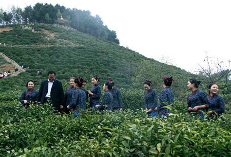 陕西四大名茶_陕西的茶叶排名- 茶文化网