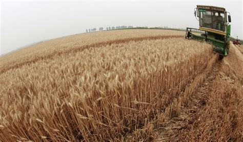 驻马店数万亩小麦倒伏，河南局部仍有雷阵雨，建议抓紧麦收夏种！ 现在已经是小麦要收割的时候了