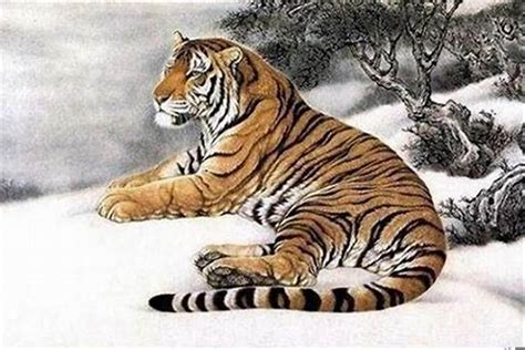 属虎的大人物一般出生在几月-属虎几点出生大富大贵 - 见闻坊