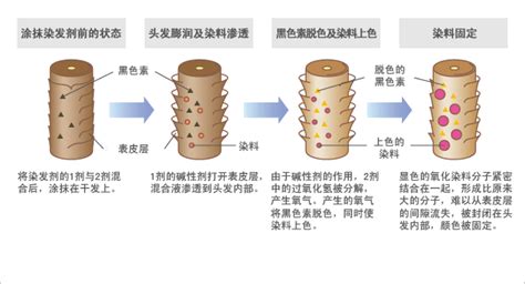 简洁医院毛发结构示意图展板素材_红动中国
