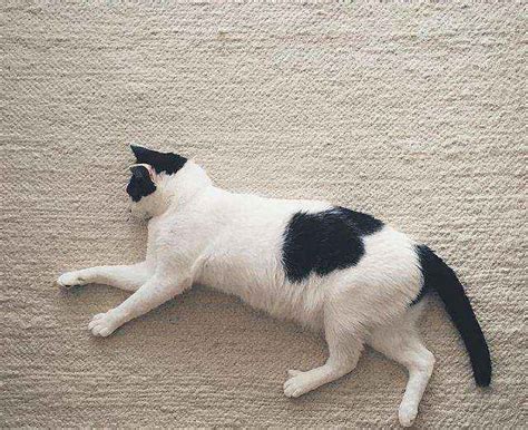 一只黑白相间的家养短发猫坐着高清图片下载-正版图片502607984-摄图网