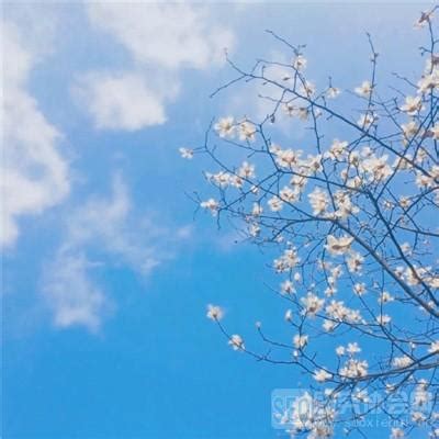 淡雅留香非主流头像