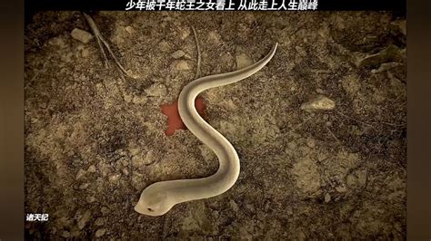 《蛇王》-高清电影-完整版在线观看