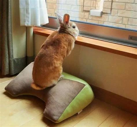 小白兔的生活习性 这些常识你知多少-我的宠舍