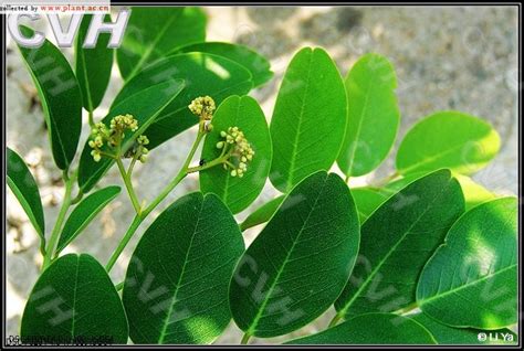 黄檀Dalbergia hupeana-花卉图片网
