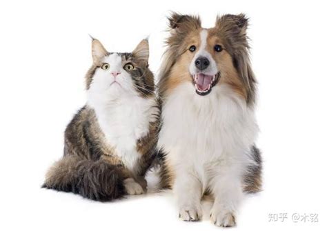 猫和狗能一起养吗（猫狗混养方法与注意事项） - 胖萌舍宠物网