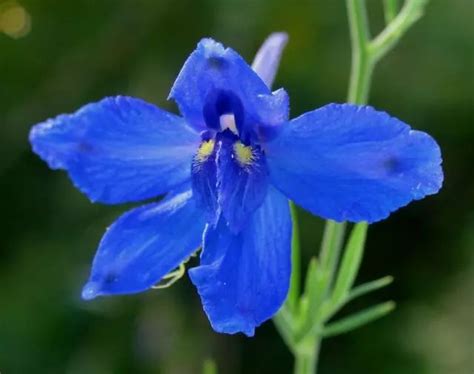 飞燕草的药用价值和种植技巧-花卉百科-绿宝园林网
