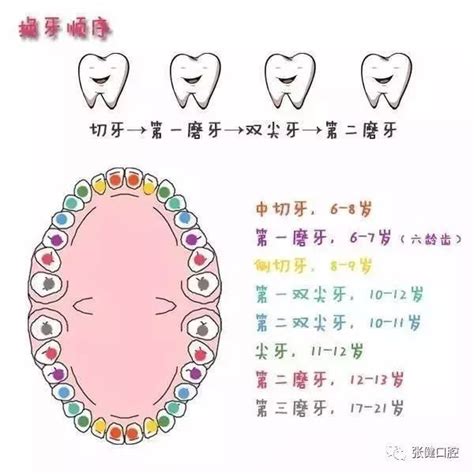 儿童换牙齿的年龄和顺序（图）