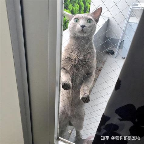 猫为什么会踩奶？猫咪踩奶的原因与作用 - 胖萌舍宠物网