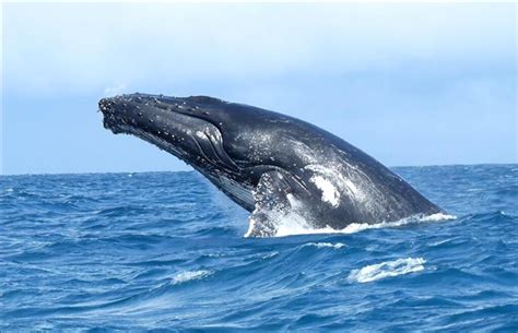 【鲸】鲸鱼的十大习性及本领_蓝鲸