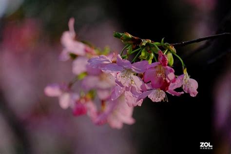 成都市温江区万春镇田园绿道的樱花盛开 图片 | 轩视界