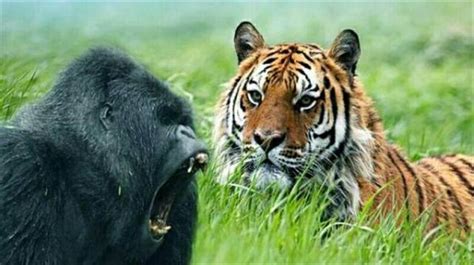 老虎vs大猩猩,老虎vs狮子,老虎vs犀牛_大山谷图库