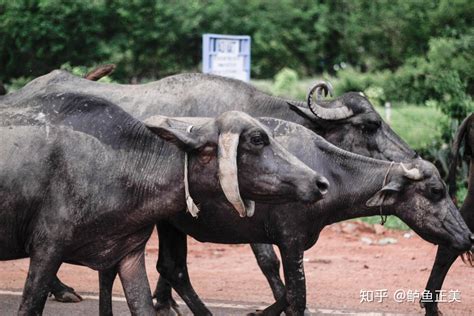 印度式矛盾：一方面尊崇神牛，一方面是牛肉出口大国 - 知乎