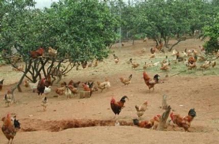 如何学养鸡 —【发财农业网】