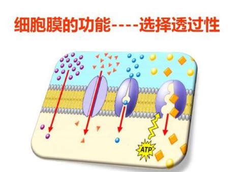 下列物质中，以自由扩散的方式通过细胞膜进出细胞的是（）A．钾离子B．甘油C．氨基酸D．葡萄糖-组卷网