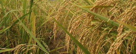 高产优质抗逆水稻新品种“中科804”五常基地示范现场会成功召开中国科学院遗传与发育生物学研究所