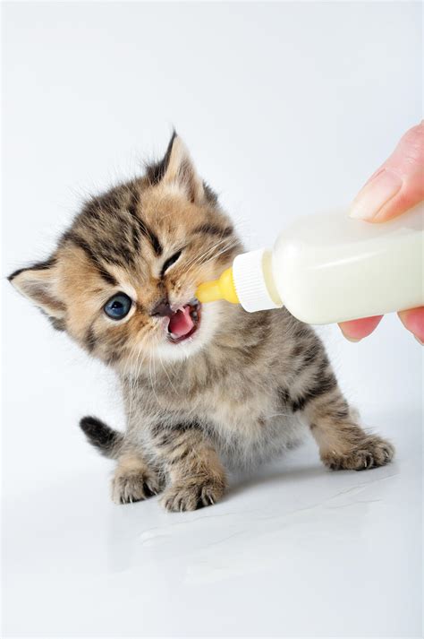 让猫咪多喝水的神奇方法_大粤网_腾讯网