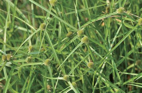 短叶水蜈蚣(Kyllinga brevifolia)拉丁名学名属名科名植物生活型图片