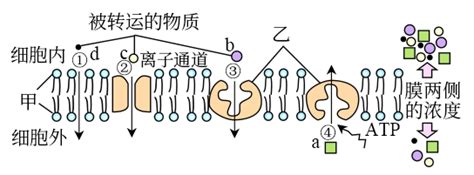下图为物质进出细胞的两种方式，对该图的正确理解是（）A．Ⅰ和Ⅱ分别表示易化扩散和主动转运B．Ⅰ和Ⅱ分别表示胞吞和胞吐C．葡萄糖、性激素是以Ⅱ ...