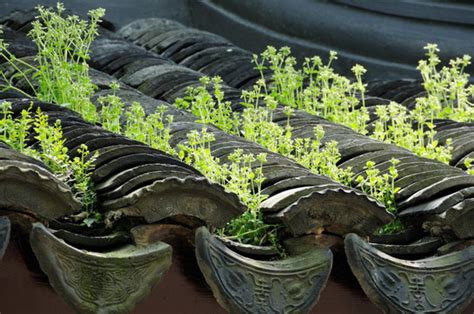 墙头草图片