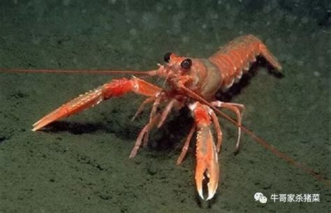 史上最全的龙虾种类大全，看谁还敢忽悠你！
