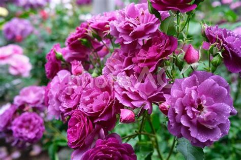 雨の雫がついた紫色のバラ - No: 5197398｜写真素材なら「写真AC」無料（フリー）ダウンロードOK