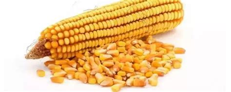 玉米增产套餐配方 - 农敢网