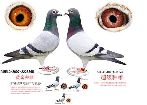 小鸽子欣赏（图片）-中国信鸽信息网 www.chinaxinge.com