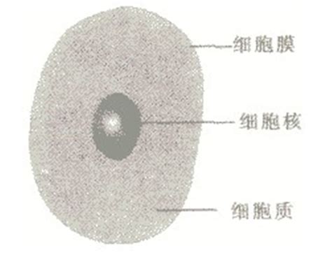 求详细的动物、植物细胞手绘图_百度知道