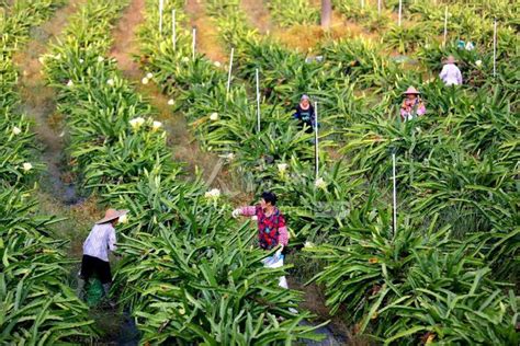 霸王花米粉_广东霸王花食品有限公司