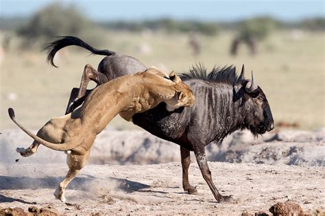 摄影师拍非洲母狮凶残猎食角马 上演左右夹击