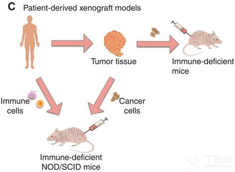 DSI530Mu02 | 肿瘤移植(TT)小鼠模型 | Mus musculus (Mouse，小鼠) USCN(武汉优尔生商贸有限公司)