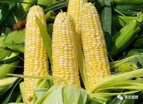 玉米是一种产量高、适应性强的农作物，玉米栽培过程中如何管理？|玉米|栽培|褐斑病_新浪新闻