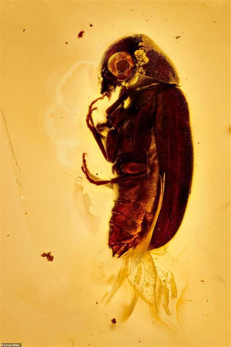 英摄影师公布4500万年前被封琥珀中古代昆虫照片