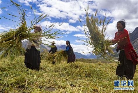 西藏亚东县古汝村：雪山下的幸福农家_新华报业网
