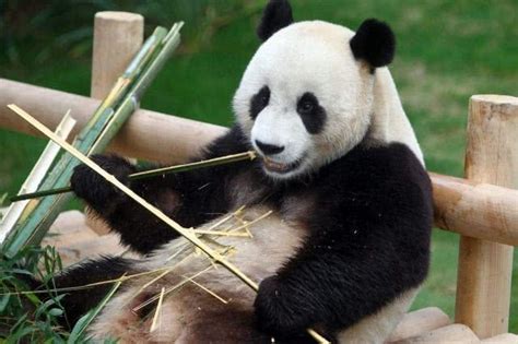 野生熊猫真实战斗力，熊猫战斗力到底有多强！