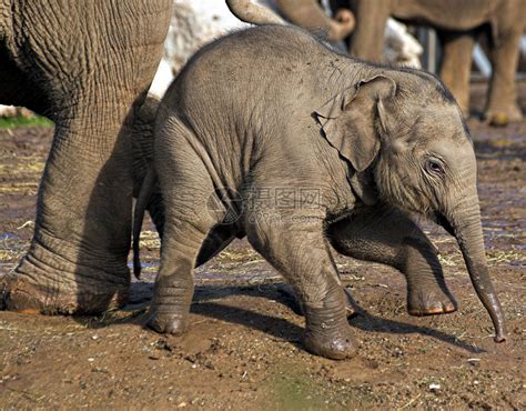 漫步在黄色草原上的动物大象妈妈和象宝宝图片下载 - 觅知网