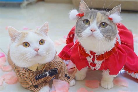 假如猫咪会走时装秀，这猫步走得太标准了！_凤凰网视频_凤凰网