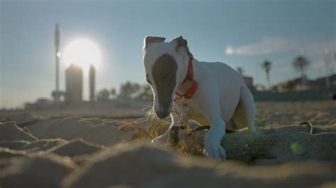 Cute pet whippet puppy playing on the beach with a stick 22726254 Stock ...