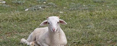 属羊是哪一年 属羊的哪个月份出生的人命好 - 汽车时代网